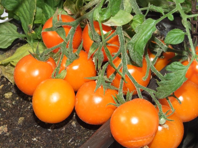 Buschtomaten