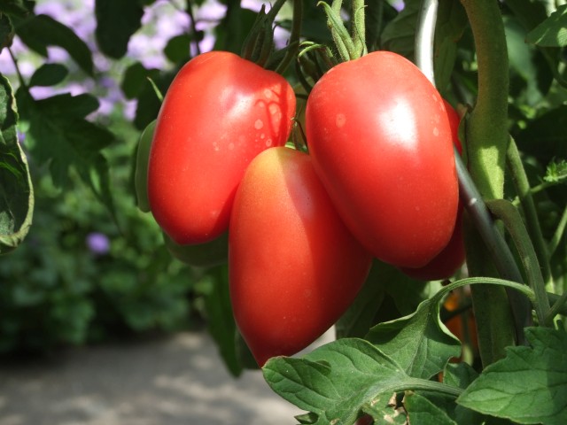 Eiertomaten