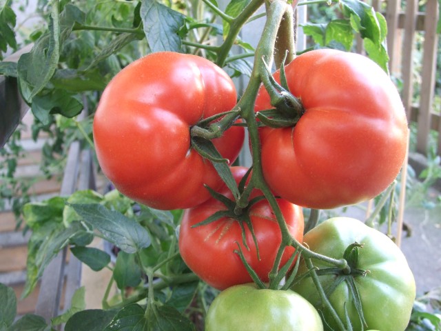 Fleischtomaten