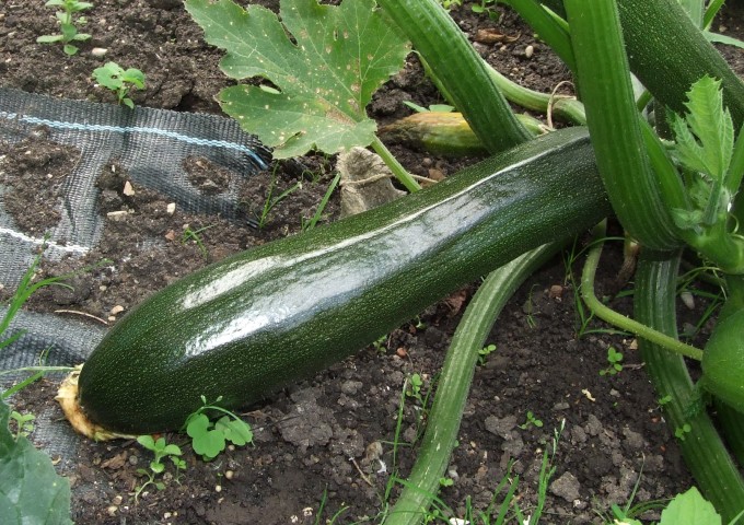 Zucchini